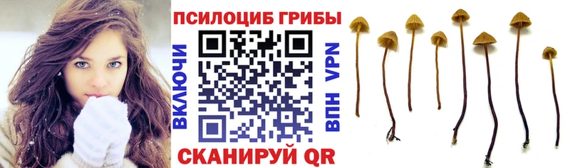 Купить где  Покров  Псилоцибиновые грибы GOLDEN TEACHER 